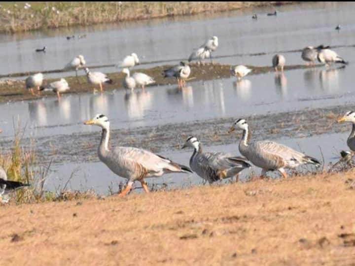 Udaipur: 7000 किमी का रास्ता तय कर आती हैं प्रवासी पक्षियां, बर्ड फेस्टिवल का होता है आयोजन