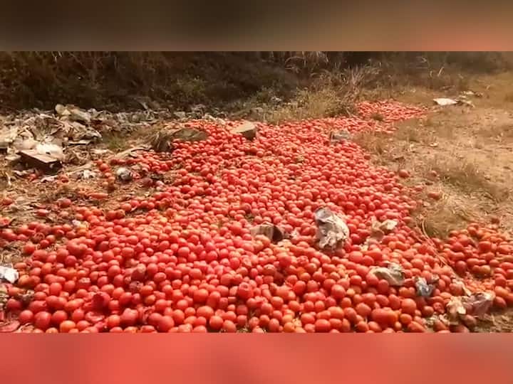 लातूरमध्ये यंदाही मोठ्या प्रमाणात टोमॅटोची लागवड झालेली आहे. मात्र, भाव घसरल्याने कवडीमोल उत्पन्न हाती येत आहे. परिणाम शेतकऱ्यांनी तोडणी बंद केली आहे.