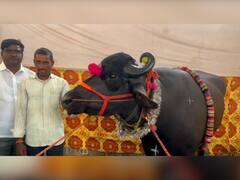 In Pics: सोलापुरमध्ये कृषी प्रदर्शनात  दीड कोटीचा रेडा, बेळगावमधील शेतकऱ्याच्या रेड्याची जोरदार चर्चा