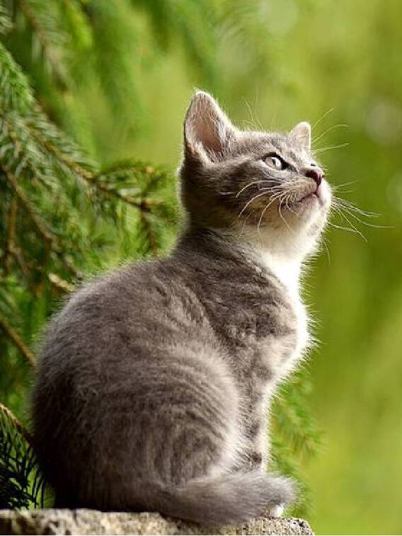 பூனைகள் வளர்த்தால் மன அழுத்தம் குறையுமா?