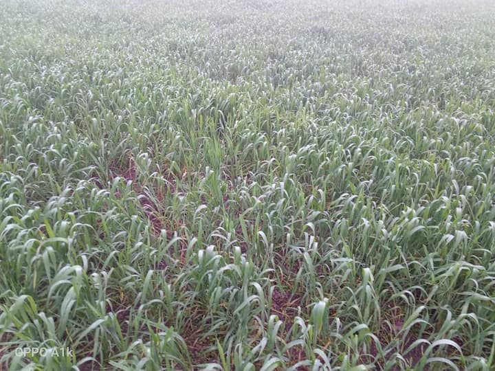 झीलों की नगरी भोपाल दूसरे दिन यानी मंगलवार को भी कोहरे के आगोश में रही. राजधानी भोपाल में विजिबिलिटी महज 50 मीटर तक रह गई. घने कोहरे के मामले में राजधानी भोपाल मंगलवार को देश में दूसरे नंबर पर रही. प्रदेश भर में न्यूनतम तापमान 10 डिग्री के नीचे रहा.