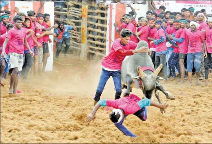 திருச்சி மாவட்டத்தில் ஜல்லிக்கட்டு போட்டி நடத்த விண்ணப்பிக்கலாம் -  மாவட்ட ஆட்சியர் அறிவிப்பு