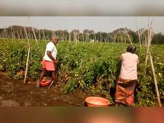 PHOTO : लाल चिखल...कवडीमोल दरामुळे टोमॅटो तोडणी बंद केल्याने शेतशिवार लालेलाल