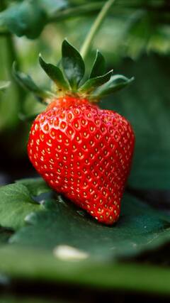 Strawberry benefits : அழகுடன் அற்புத நன்மைகள் கொண்ட ஸ்ட்ராபெர்ரி பழத்தை பற்றி தெரிஞ்சிக்கோங்க!