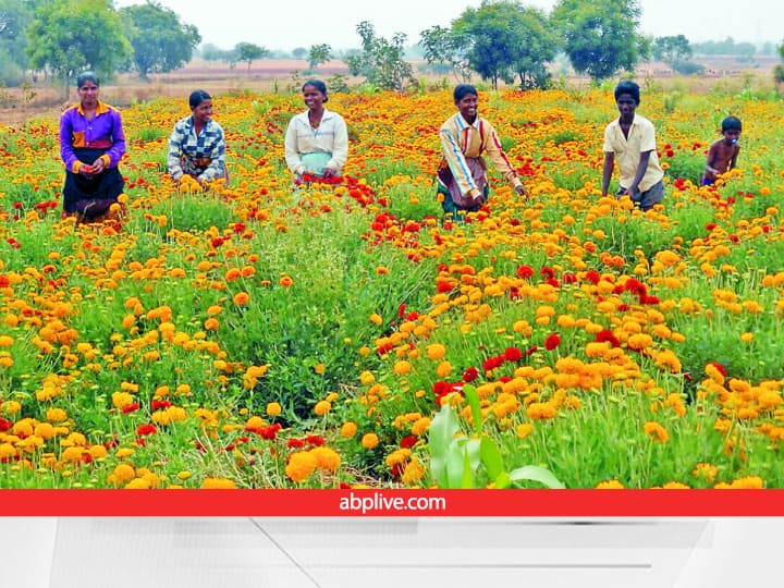 Rajasthan Govt Provide upto 40 percent  Subsidy 16 thousand Rupees for Floriculture Flower Cultivation Floriculture: गुलों से गुलजार हो जाएंगे खेत-खलिहान, फूलों की बागवानी के लिए 40% सब्सिडी दे रही सरकार, यहां करें आवेदन