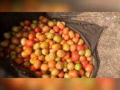 PHOTO : लाल चिखल...कवडीमोल दरामुळे टोमॅटो तोडणी बंद केल्याने शेतशिवार लालेलाल