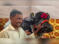 In Pics: सोलापुरमध्ये कृषी प्रदर्शनात  दीड कोटीचा रेडा, बेळगावमधील शेतकऱ्याच्या रेड्याची जोरदार चर्चा