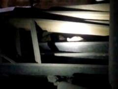 ग्रेटर नोएडा: सोसाइटी में तेंदुआ दिखने से दहशत, दो दिन से चल रहा सर्च ऑपरेशन