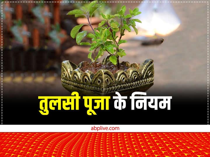 Tulsi plant tips these 5 things should not be kept near tulsi Tulsi Puja: तुलसी के पास भूलकर भी नहीं रखनी चाहिए ये 5 चीजें, घर में आती है कंगाली