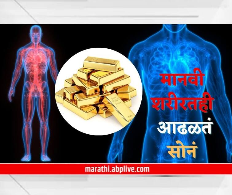 human body fact gold in human body How Much Gold In Human Body Human Body : आपल्या शरीरामध्येही असतं सोनं, कुठे लपलेलं असतं 'हे' Gold? वाचा सविस्तर