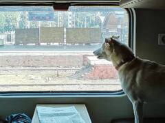 Pet Friendly Trains: விரைவில் செல்லப்பிராணிகளுக்கான ரயில் பெட்டிகள்...  உச்சகட்ட எதிர்பார்ப்பில் பயணிகள்