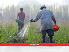 गेहूं, चना और सरसों की फसल के लिए ICAR की एग्रोमेट एडवायजरी, सब्जी फसलों में फटाफट कर लें ये सारे काम