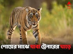 ঘাড়ে এসে পড়ল থাবা...তার পর? সার্কাস চলাকালীনই 'আগ্রাসী' বাঘ