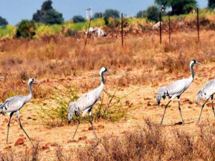 Udaipur: 7000 किमी का रास्ता तय कर आती हैं प्रवासी पक्षियां, बर्ड फेस्टिवल का होता है आयोजन