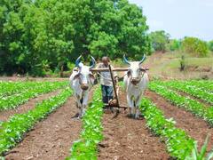 Government Scheme: व्यवसाय शुरू करने के लिए सरकार किसानों को दे रही 3 लाख रुपये तक का लोन! जानें आवेदन का तरीका