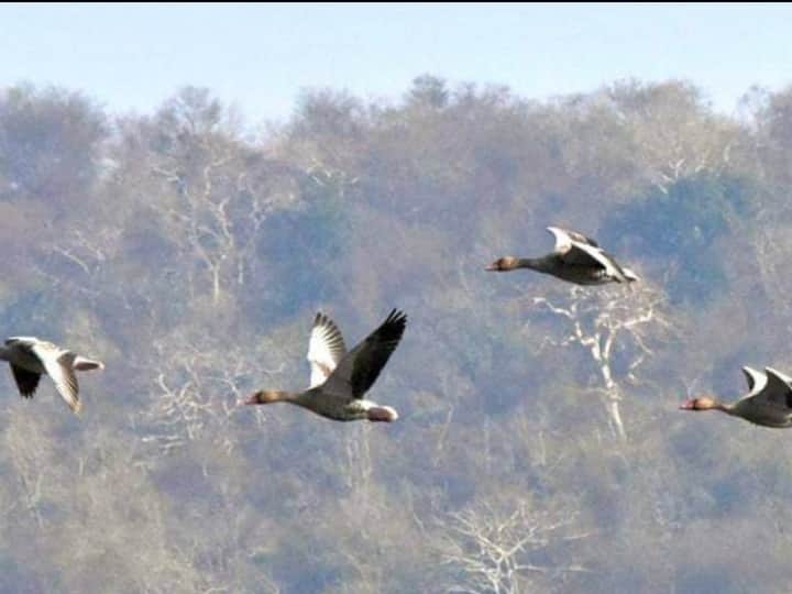 these migratory birds come to Udaipur every year in winter forest department organises festival ANN Udaipur: 7000 किमी का रास्ता तय कर आती हैं प्रवासी पक्षियां, बर्ड फेस्टिवल का होता है आयोजन