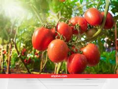 एडवांस तकनीक से सब्जियां उगाने के लिए सरकार दे रही स्पेशल ग्रांट, इस पोर्टल पर जल्द से जल्द कर दें आवेदन