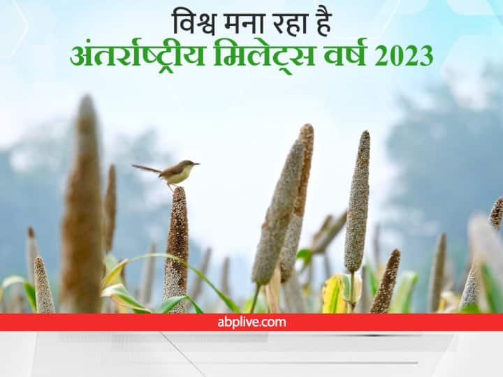 Millets Cultivation: कदन्न यानी मोटे अनाजों में ज्वार, बाजरा, रागी, मडुवा, सावां, कोदों, कुटकी, कंगनी, चीना शामिल हैं, जो खेती के जरिए किसानों को मुनाफा देंगे और डाइट के जरिए सेहत को दुरुस्त रखेंगे.