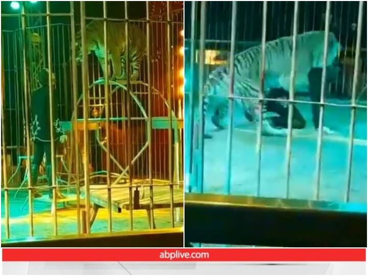 Tiger Attacked On Own Trainer at circus video goes viral दर्शकों से भरे सर्कस में शेर ने ट्रेनर पर किया अटैक, Live वीडयो देखकर खड़े हो जाएंगे रोंगटे