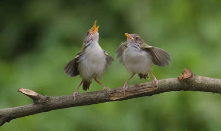सुबह-सवेरे चिड़िया चहचहाना शुरू कर देती हैं. इसे गुनगुनाना भी कहते हैं. क्या आपने कभी सोचा है कि चिड़िया सुबह -सुबह ही क्यों चहचहाती हैं? कई वैज्ञानिकों ने इसपर रिसर्च की है, और इसकी अलग-अलग वजह बताई हैं. रिसर्च में सामने आया है कि चिड़ियों के गुनगुनाने की वजह भी अलग-अलग हो सकती है. आइए इस बारे में डिटेल में जानते हैं.