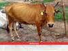 Animal Husbandry: यहां दुधारु पशुओं के भी बनाए जा रहे हैं आधार कार्ड,अब से इन्हें भी मिलेगा सरकारी योजनाओं का लाभ