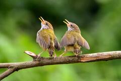 सुबह सवेरे चिड़िया चहचहाना क्यों शुरू कर देती हैं? जानिए क्या कहता है साइंस