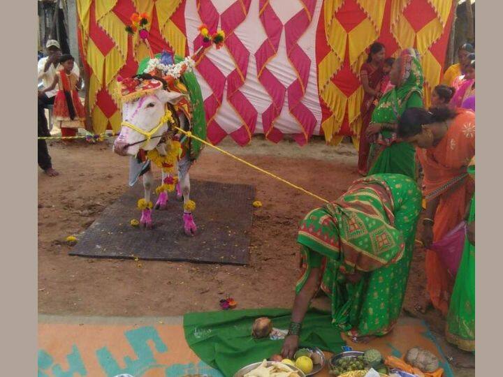 Maharashtra Jalgaon marathi News Cow baby shower event in Jalgaon Jalgaon News : जळगावमध्ये गाईच्या डोहाळ जेवणाचा शाही थाट! खास छप्पन भोग प्रसाद, सर्वत्र चर्चेचा विषय