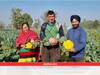 Agri Innovation: 1 हेक्टेयर खेत से करीब 4 लाख रुपये कमा रहा जम्मू का ये किसान, रंगीन विदेशी सब्जियों ने बदल दी जिंदगी
