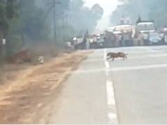 WATCH: Forest Official Stops Traffic To Let Tiger And Baby Cross Road In Maharashtra’s Tadoba National Park