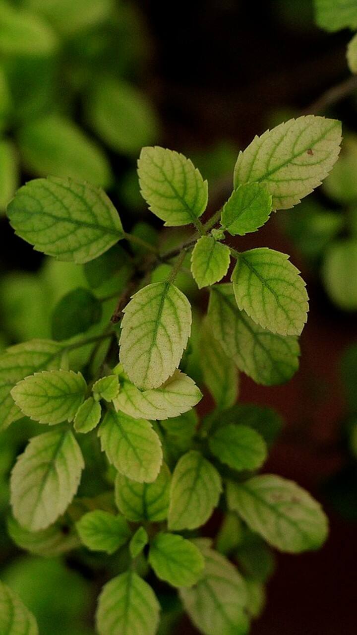 Even by mistake, do not keep basil plant in this direction in the house, negative energy will be communicated Vastu Tips: ઘરમાં ભૂલથી પણ આ દિશામાં ન રાખો તુલસીનો છોડ, નકારાત્મક ઊર્જાનો થશે સંચાર