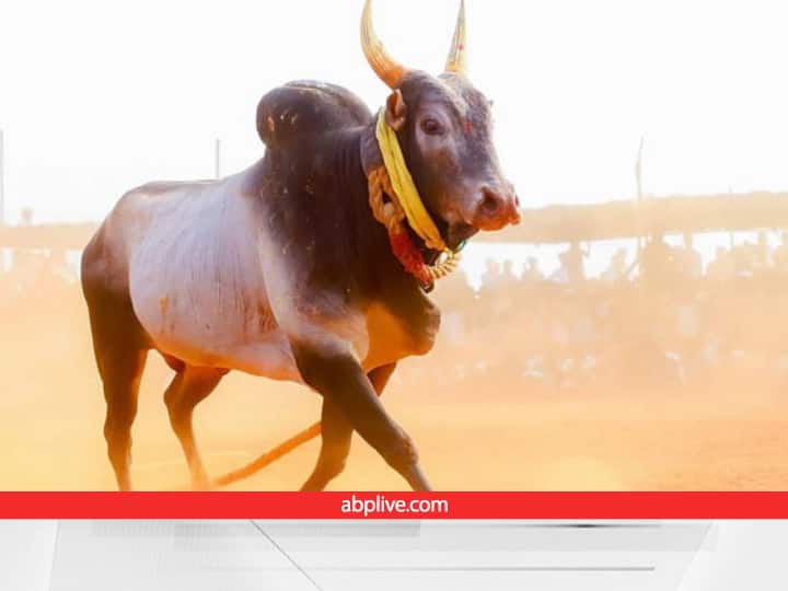 Lifestyle and diet plan of Jallikattu fighter bulls will surprise you Muttu Pongal Day Pongal celebration Bull Farming: जल्लीकट्टू के सांडों की पहलावानों जैसी लाइफस्टाइल देख हर कोई हैरान! आप भी देखें इन लड़ाकू सांडों का डाइट प्लान
