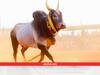 Bull Farming: जल्लीकट्टू के सांडों की पहलावानों जैसी लाइफस्टाइल देख हर कोई हैरान! आप भी देखें इन लड़ाकू सांडों का डाइट प्लान
