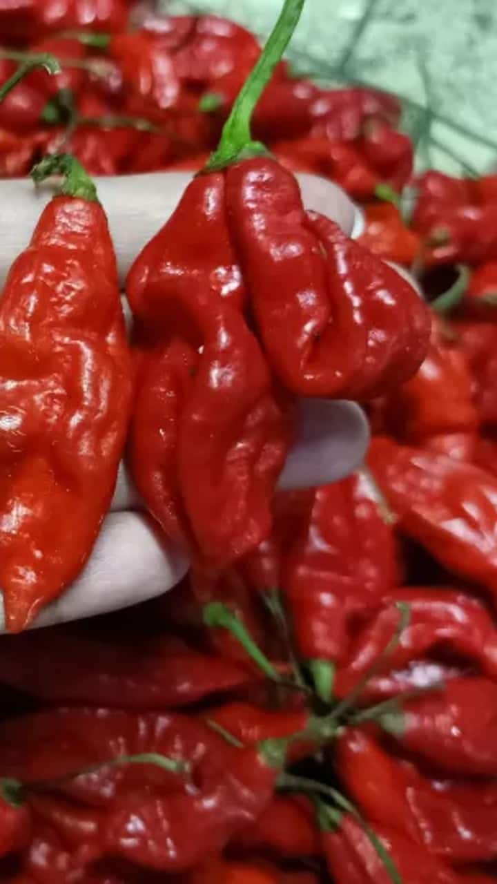 நாகா வைப்பர்