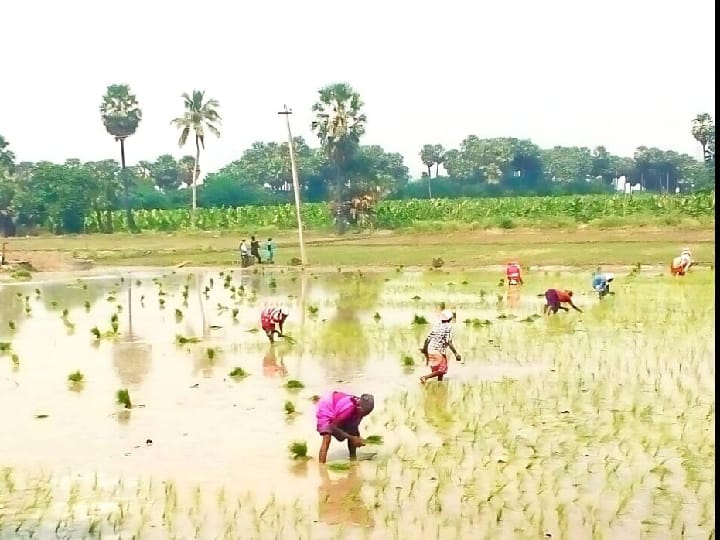 பெய்யாத பருவமழை: தள்ளிப்போன அணைகளின் நீர் திறப்பு.. தாமதமாக துவங்கிய பிசான நெல் சாகுபடி