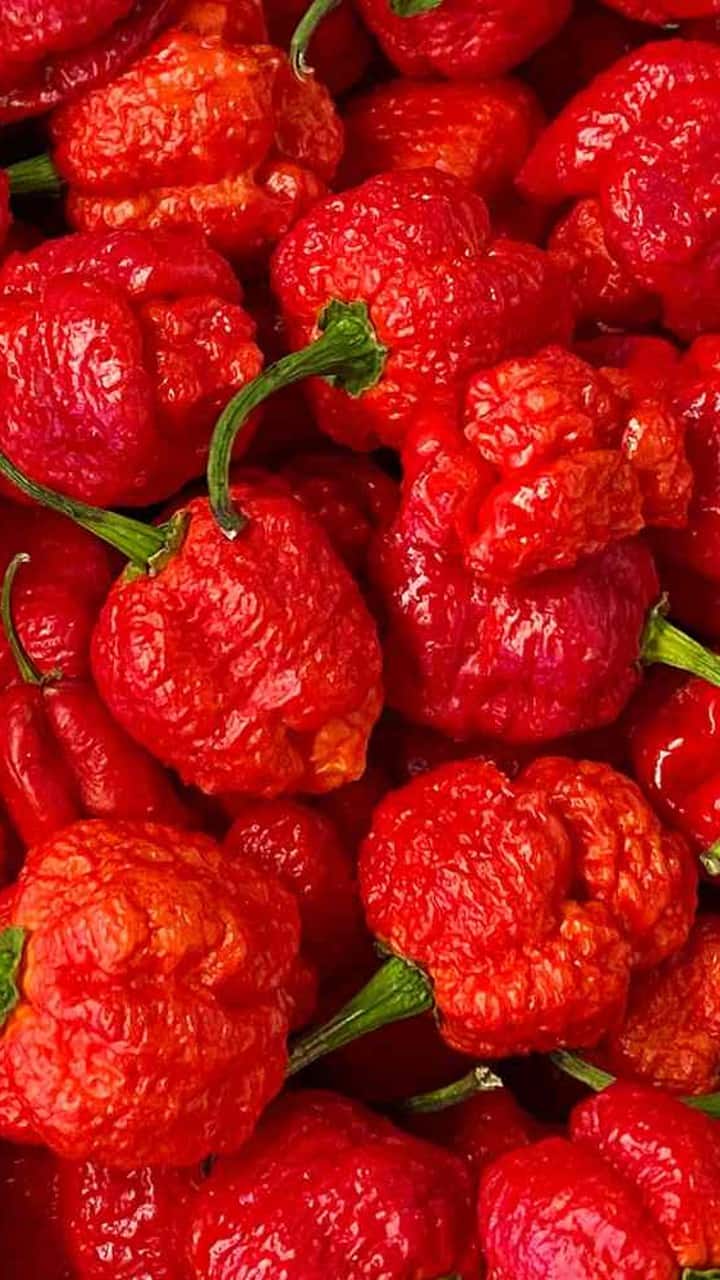 கரோலினா ரீப்பர்