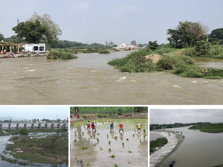 Non-monsoon- Delayed opening of dams- Delayed start of rice cultivation பெய்யாத பருவமழை: தள்ளிப்போன அணைகளின் நீர் திறப்பு.. தாமதமாக துவங்கிய பிசான நெல் சாகுபடி