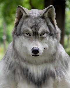 Wolf Man : एकेकाची हौसच न्यारी, लांडग्यासारखा दिसतोय भारी, खर्च तर...