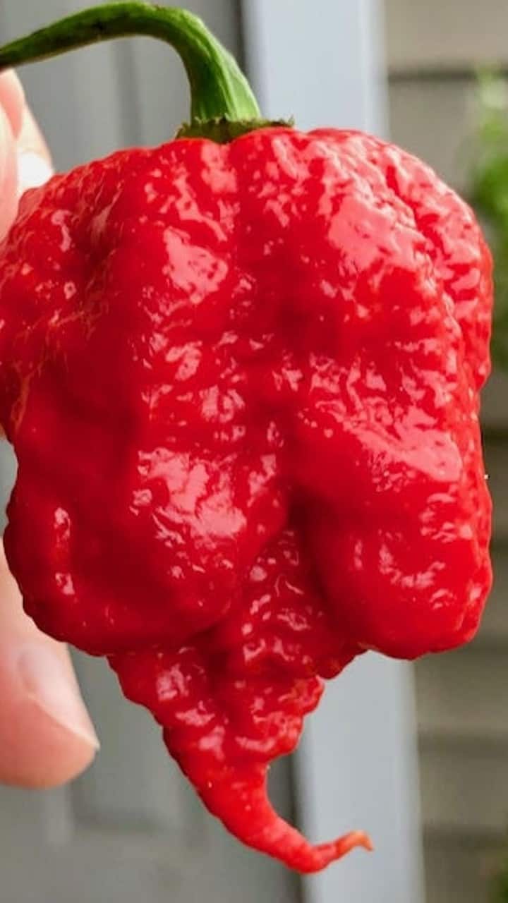 7 பாட் ப்ரிமோ