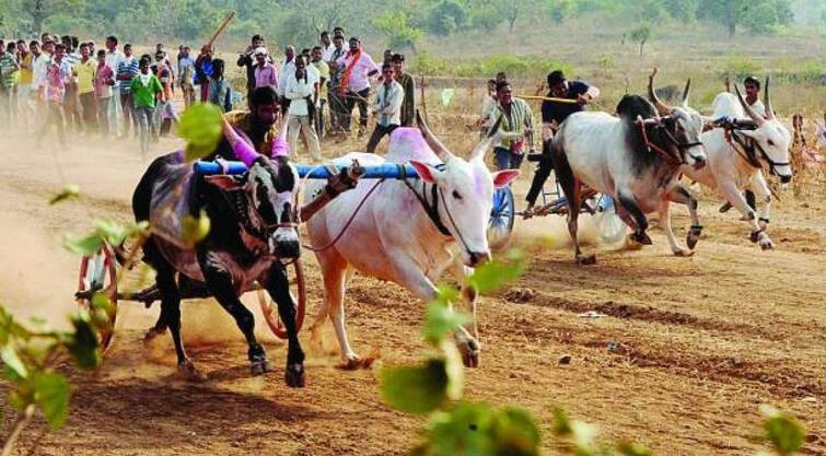 bullock cart started after lumpy disease decreased in nashik district Nashik Bullock cart : नाद एकच बैलगाडा शर्यत; नाशिक जिल्हा प्रशासनाकडून बंदी उठवली! 