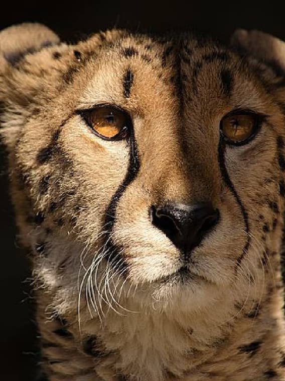 புலியை விடவா சிறுத்தை சிறந்தது.. அப்படி என்ன சிறுத்தையில் சிறப்பாக பார்க்கப்படுகிறது..