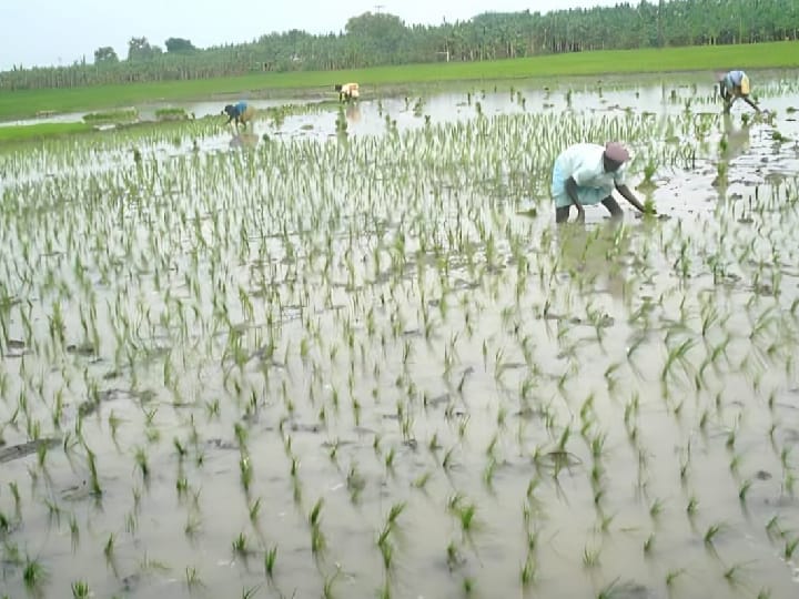 பெய்யாத பருவமழை: தள்ளிப்போன அணைகளின் நீர் திறப்பு.. தாமதமாக துவங்கிய பிசான நெல் சாகுபடி