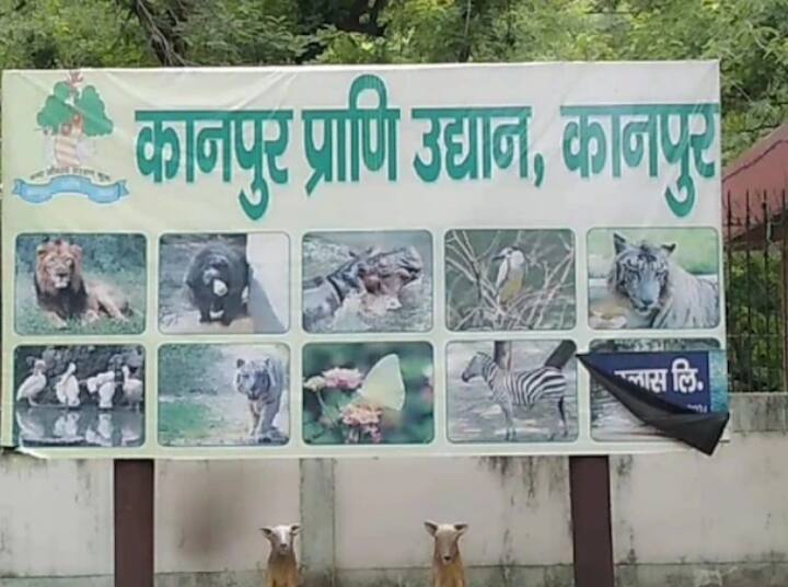 UP Cold Weather Kanpur zoo made special arrangements to protect animals from cold wave ann Kanpur Zoo: अजगर पर डाला कंबल तो बाघ के बाड़े में लगाया हीटर; ठंड से बचाने के लिए चिड़ियाघर में किए गए ये इंतजाम