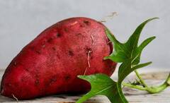 Sweet Potato: খোসা থেকে ভিতর পর্যন্ত পুষ্টিগুণে সমৃদ্ধ রাঙা আলু, বাড়তে দেয় না বয়স, প্রতিরোধ করে ক্যান্সারও