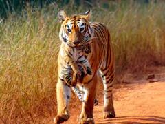 एमपीः 20 जनवरी से शुरु होगी एसटीआर में बाघों की गिनती, 182 बीटों पर लगाए जाएंगे 1 हजार कैमरे