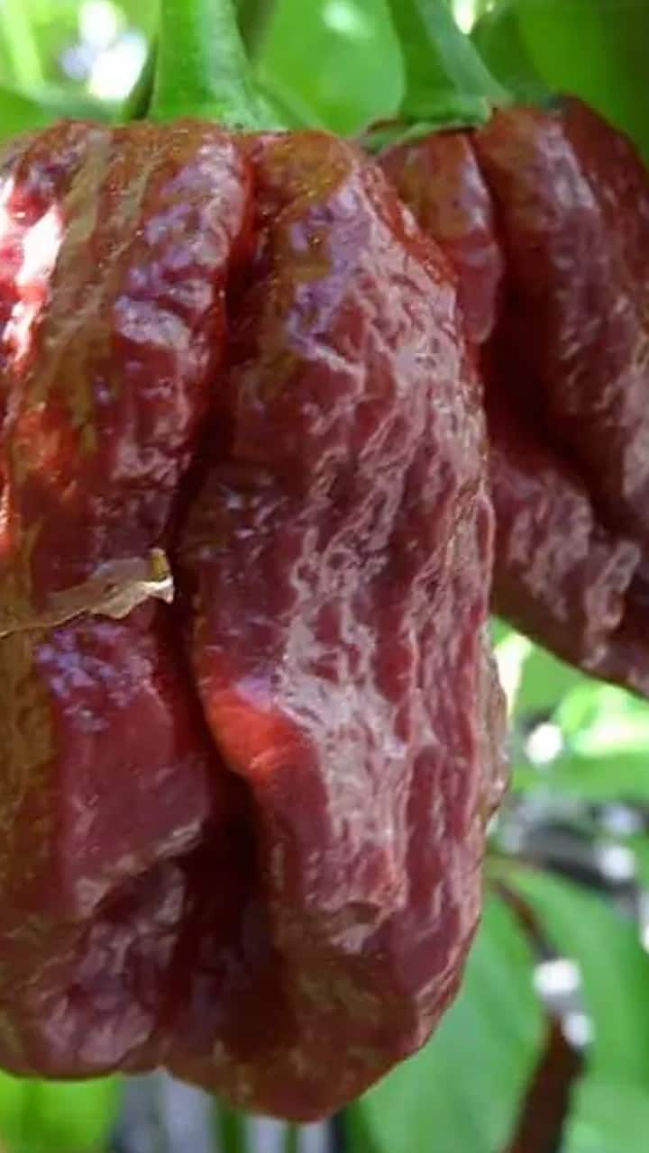 7 பாட் டக்லா