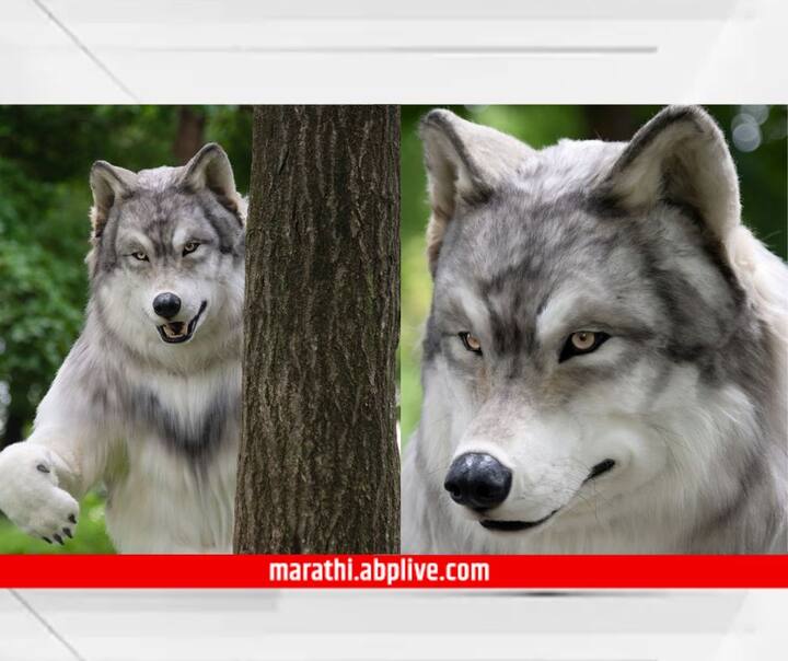 Man look Like Wolf : आपल्या आवडत्या प्राण्याप्रमाणे दिसण्यासाठी या तरुणाने लाखो रुपये खर्च केले आहेत. या तरुणाने लांडग्यासारखे दिसण्यासाठी 18 लाख रुपये खर्च केले.
