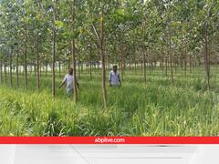 किसानों के लिए बड़ी खुशखबरी! अब खेत में लगे पेड़ों का भी करवा पाएंगे बीमा, देखभाल के लिए सब्सिडी भी देगी सरकार