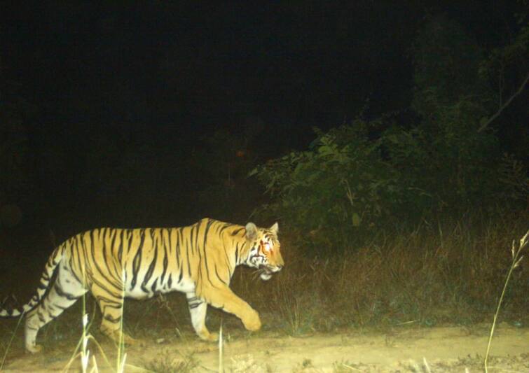 Maharashtra Gadchiroli team of 100 people has been appointed to speed up the drive to imprison tigresses in Gadchiroli Gadchiroli: गडचिरोलीत वाघिणीला जेरबंद करण्याच्या  मोहिमेला वेग, 100 जणांच्या पथकाची नेमणूक