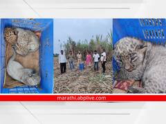 आईपासून दुरावलेल्या बिबट्याच्या तीन पिलांची यशस्वी 'घरवापसी'!