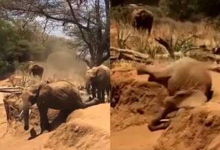 Viral Video: ਮਾਂ ਨੇ ਸਿਖਾਈ ਢਲਾਣ ਤੋਂ ਹੇਠਾਂ ਉਤਰਨ ਦੀ ਕਲਾ ਪਰ ਹਾਥੀ ਦੇ ਬੱਚੇ ਨੇ ਅਜਿਹਾ ਸ਼ਾਰਟਕੱਟ ਚੁਣਿਆ ਕਿ ਅੱਧੇ ਸਮੇਂ 'ਚ ਹੀ ਪਹੁੰਚ ਗਿਆ ਥੱਲੇ